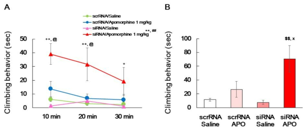 Effects of GAD67 knockdown on apomorphine-induced climbing behavior test. The mice were treated with either a negative control (scrRNA) or GAD67 siRNA (300 pmole/1μL, striatal injection) once, and then climbing behavior test was performed as methods section by using saline or apomorphine (1 mg/kg, i.p.) after 7 days from striatal injection day. (A) is the mice climbing behavior of each time zone. Data are expressed as the mean ± S.E. (n=5-9 for each group; Three-way ANOVA followed by Holm-Sidak post-hoc method, **p<0.01 vs. siRNA/Saline group, ##p<0.01 vs. scrRNA/Apomorphine group; Two-way RM ANOVA followed by Holm-Sidak post-hoc method, +p<0.05, ++p<0.01 vs. siRNA/Saline group ineach time zone, @p<0.05 vs. scrRNA/Apomorphine group in each time zone. scrRNA: scramble RNA. (B) is the cumulative climbing behavior for each group. Data are expressed as the mean ± S.E. (n=5-9 for each group; One-way ANOVA followed by Holm-Sidak post-hocmethod, $$p<0.01 vs. siRNA/Saline group, xp<0.05 vs. scrRNA/Apomorphine group. scrRNA: Scramble RNA. APO: Apomorphine