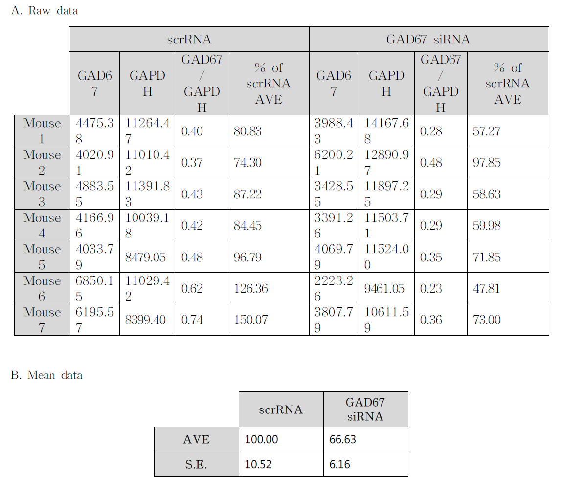 GAD67 siRNA 투여에 의한 GAD67 단백질 발현 변화 결과