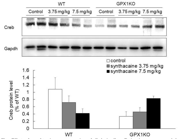 of camfetamine on expression of Creb in Cpu. Brain tissue was sampled immediately after CPP recording. Data are expressed as the mean ± S.E. (two away ANOVA and Holm-sidak test)