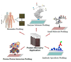 단백질 마이크로어레이