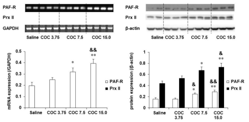코카인 투여 후 행동민감화와 조건장소선호도를 평가한 야생형 생쥐 (C57BL/6 생쥐)의 선조체에서 PAF-R 및 Prx II의 mRNA와 단백질 발현의 변화. COC 3.75, 7.5 or 15.0 = 코카인 3.75, 7.5 or 15.0 mg/kg, i.p. 각 수치는 5-7 마리의 평균 ± 표준오차임. *P<0.05, **P<0.01 vs. Saline;  #P<0.05 vs. COC 7.5 (One-way ANOVA followed by PLSD test)