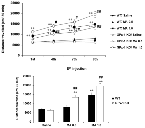 GPx-1 유전자 결핍 생쥐에서 메트암페타민에 의한 행동민감화의 변화. KO = 유전자 결핍. MA 0.5 or 1.0 = 메트암페타민 0.5 or 1.0 mg/kg, i.p. 각 수치는 8~10 마리의 평균 ± 표준오차임. **P<0.01 vs. corresponding Saline; #P<0.05, ##P<0.01 vs. WT/ corresponding dose of MA (Three-way or two-way ANOVA followed by PLSD test)