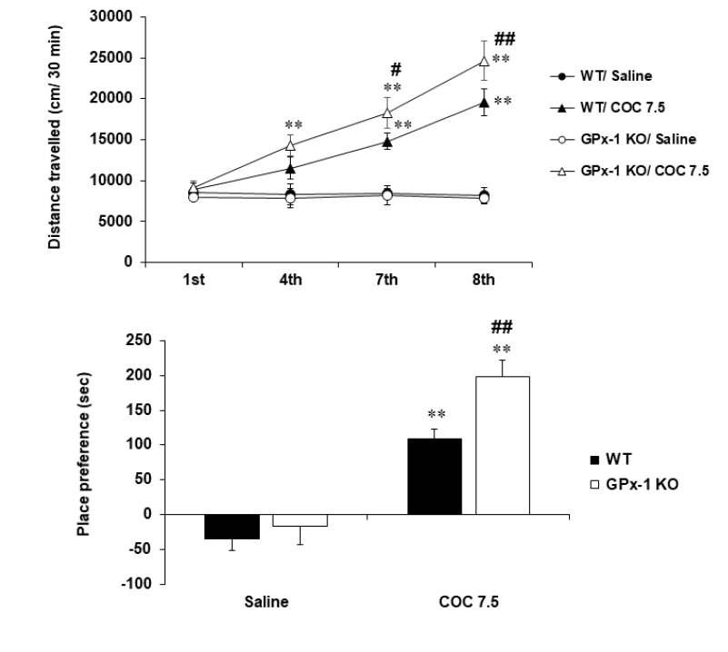 GPx-1 유전자 결핍 생쥐에서 코카인에 의한 행동민감화의 변화. KO = 유전자 결핍. COC 7.5 = 코카인 7.5 mg/kg, i.p. 각 수치는 5~8 마리의 평균 ± 표준오차임. **P<0.01 vs. corresponding Saline; #P<0.05, ##P<0.01 vs. WT/COC 7.5 (Three-way or two-way ANOVA followed by PLSD test)