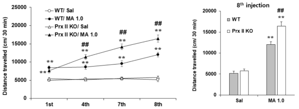 Prx II 유전자 결핍 생쥐에서 메트암페타민에 의한 행동민감화의 변화. KO = 유전자 결핍. MA 1.0 = 메트암페타민 1.0 mg/kg, i.p. 각 수치는 7-16 마리의 평균 ± 표준오차임. **P<0.01 vs. Corresponding Saline; ##P<0.01 vs. WT/MA 1.0 (Two-way or three-way ANOVA followed by PLSD test)