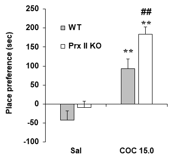 Prx II 유전자 결핍 생쥐에 Prx II 유전자 결핍 생쥐에서 코카인에 의한 조건장소선호도의 변화. KO = 유전자 결핍. COC 15.0 = 코카인 15.0 mg/kg, i.p. 각 수치는 14-16 마리의 평균 ± 표준오차임. **P<0.01 vs. Corresponding Saline; ##P<0.01 vs. WT/COC 15.0 (Two-way ANOVA followed by PLSD test)