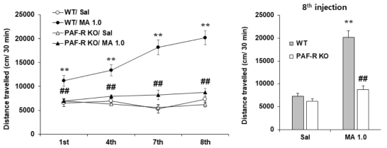 PAFR 유전자 결핍 생쥐에서 메트암페타민에 의한 행동민감화의 변화. KO = 유전자 결핍. MA 1.0 = 메트암페타민 1.0 mg/kg, i.p. 각 수치는 5-10 마리의 평균 ± 표준오차임. **P<0.01 vs. Corresponding Saline; ##P<0.01 vs. WT/MA 1.0 (Two-way or three-way ANOVA followed by PLSD test)