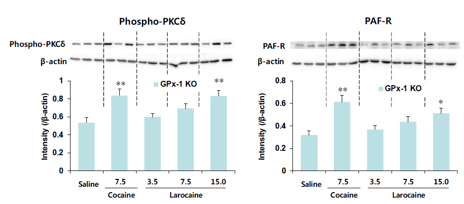 GPx-1 유전자 결핍 생쥐의 선조체에서 larocaine에 의한 phospho-PKCδ와 PAFR 발현의 변화. KO = 유전자 결핍. 각 수치는 4-5 마리의 평균 ± 표준오차임. *P<0.05, **P<0.01 vs. Saline (One-way ANOVA followed by PLSD test)