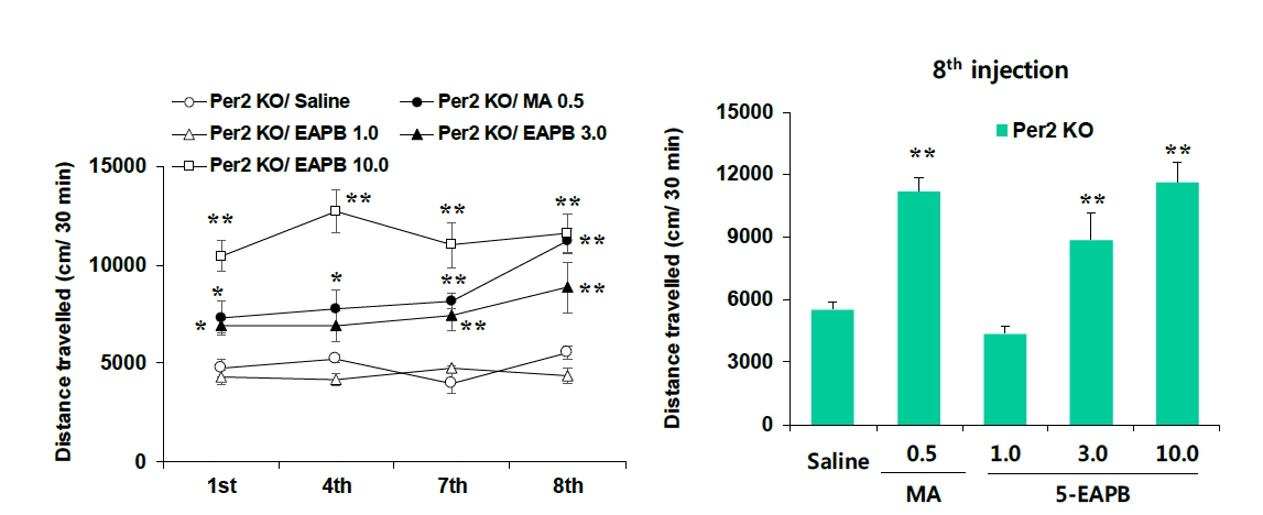 Per2 유전자 결핍 생쥐에서 5-EAPB에 의한 행동민감화의 변화. KO = 유전자 결핍. MA 0.5 = 메트암페타민 0.5 mg/kg, i.p. 각 수치는 6 마리의 평균 ± 표준오차임. *P<0.05, **P<0.01 vs. Saline (One-way or two-way ANOVA followed by PLSD test)