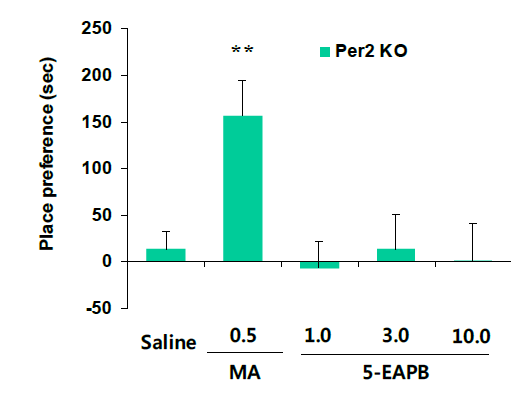 Per2 유전자 결핍 생쥐에서 5-EAPB에 의한 조건장소선호도의 변화. MA 0.5 = 메트암페타민 0.5mg/kg, i.p. 각 수치는 6 마리의 평균± 표준오차임. **P<0.01 vs. Saline (One-way ANOVA followed by PLSD test)