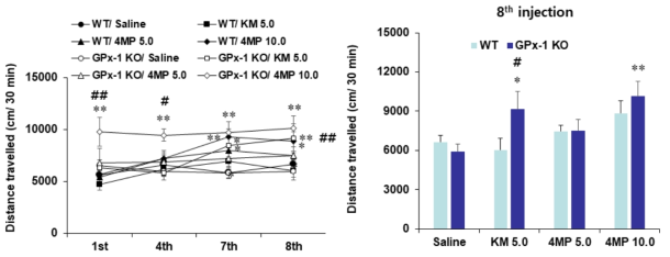 야생형 생쥐 (WT)와 GPx-1 유전자 결핍 생쥐 (GPx-1 KO)에서 4-MeO-PCP (4MP)에 의한 행동민감화의 변화. KM 5.0 = ketamine 5.0 mg/kg, i.p. 각 수치는 5-7 마리의 평균 ± 표준오차임. *P<0.05, **P<0.01 vs. Corresponding Saline; #P<0.05, ##P<0.01 vs. Corresponding WT (Two-way or three-way ANOVA followed by PLSD test)