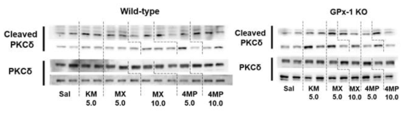 야생형 생쥐 (WT)와 GPx-1 유전자 결핍 생쥐 (GPx-1 KO)에서 Methoxetamine (MX)과 4-MeO-PCP (4MP) 투여 후 선조복합체에서 cleaved PKCδ 발현의 변화. KM 5.0 = ketamine 5.0 mg/kg, i.p. 각 수치는 3-5 마리의 평균 ± 표준오차임. *P<0.05, **P<0.01 vs. Corresponding Saline (Two-way ANOVA followed by PLSD test)