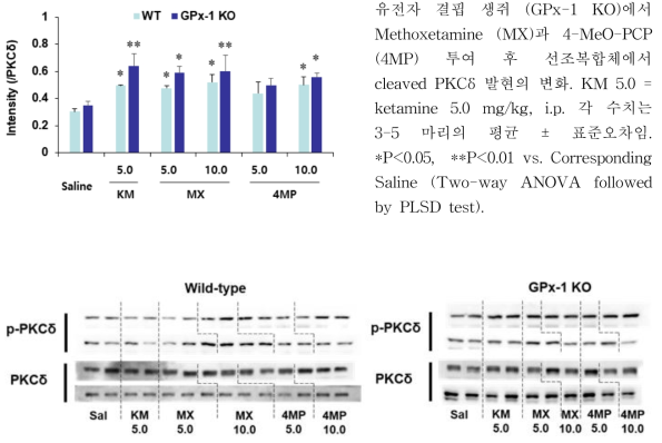 야생형 생쥐 (WT)와 GPx-1 유전자 결핍 생쥐 (GPx-1 KO)에서 Methoxetamine (MX)과 4-MeO-PCP (4MP) 투여 후 선조복합체에서 p-PKCδ 발현의 변화. KM 5.0 = ketamine 5.0 mg/kg, i.p. 각 수치는 3-5 마리의 평균 ± 표준오차임. *P<0.05, **P<0.01 vs. Corresponding Saline; #P<0.05 vs. Corresponding WT (Two-way ANOVA followed by PLSD test)