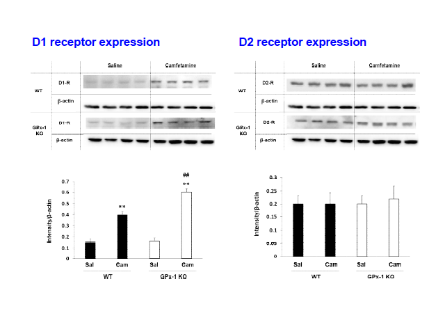 야생형 생쥐 (WT)와 GPx-1 유전자 결핍 생쥐 (GPx-1 KO)의 선조복합체에서 camfetamine (Cam) 투여로 유도된 도파민 D1, D2 수용체의 발현 변화. Sal, Saline. 각 수치는 4 마리의 평균 ± 표준오차임. **P<0.01 vs.Corresponding Saline; ##P<0.01 vs. Camfetamine/WT (Two-way ANOVA followed by PLSD test)