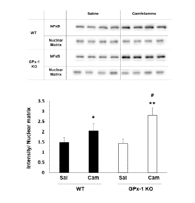 야생형 생쥐 (WT)와 GPx-1 유전자 결핍 생쥐 (GPx-1 KO)의 선조복합체에서 camfetamine (Cam) 투여로 유도된 NFkB 핵내이동의 변화. Sal, Saline. 각 수치는 4 마리의 평균 ± 표준오차임. **P<0.01 vs. Corresponding Saline; #P<0.05 vs. Camfetamine/WT (Two-way ANOVA followed by PLSD test)