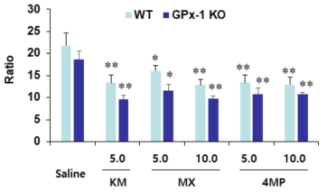 야생형 마우스(WT)와 GPx-1 유전자 결핍 마우스(GPx-1 KO)에서 ketamine(KM), methoxetamine(MX), 4-MeO-PCP(4MP) 투여 후 선조복합체에서 GSH/GSSG 비율의 변화. KM 5.0 = ketamine 5.0 mg/kg, i.p. MX 5.0, MX 10.0 = methoxetamine 5.0, 10.0 mg/kg, i.p. 4MP 5.0, 4MP 10.0 = 4-MeO-PCP 5.0, 10.0 mg/kg, i.p. 각 수치는 5-7마리의 평균 ± 표준오차임. *P<0.05, **P<0.01 vs. Corresponding Saline; #P<0.05, ##P<0.01 vs. Corresponding WT mice (Three-way ANOVA followed by PLSD test)