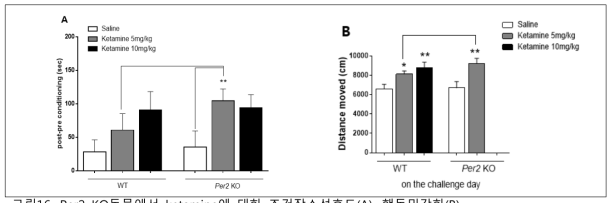 Per2 KO동물에서 ketamine에 대한 조건장소선호도(A), 행동민감화(B)