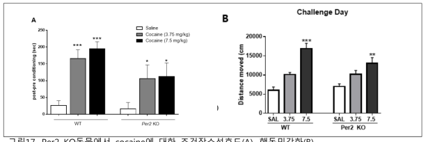 Per2 KO동물에서 cocaine에 대한 조건장소선호도(A), 행동민감화(B)