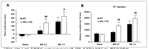 GPX-1 KO 동물에서 methamphetamine에 대한 조건장소선호도(A), 행동민감화(B)