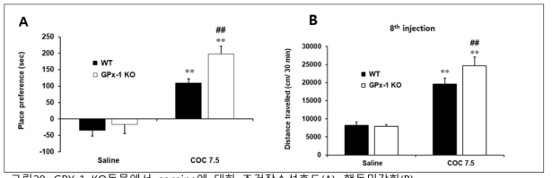 GPX-1 KO동물에서 cocaine에 대한 조건장소선호도(A), 행동민감화(B)
