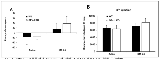 GPX-1 KO동물에서 ketamine에 대한 조건장소선호도(A), 행동민감화(B)
