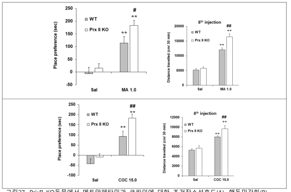 PrixII KO동물에서 메트암페타민과 코카인에 대한 조건장소선호도(A), 행동민감화(B)
