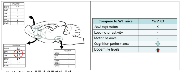 Per2 KO 동물의 행동학적 특성