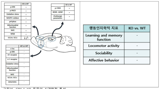 GPX-1 KO 동물의 신경학적 특성