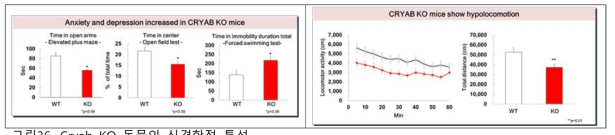 Cryab KO 동물의 신경학적 특성