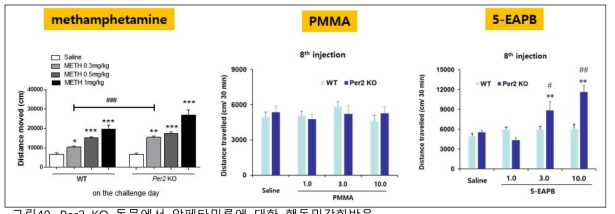 Per2 KO 동물에서 암페타민류에 대한 행동민감화반응