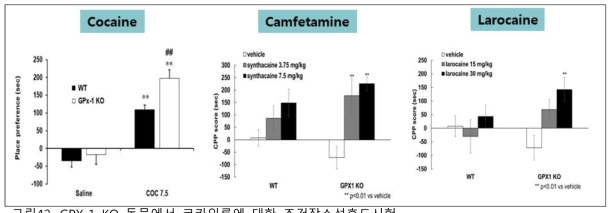 GPX-1 KO 동물에서 코카인류에 대한 조건장소선호도시험