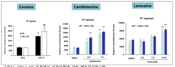 GPX-1 KO 동물에서 코카인류에 대한 행동민감화시험