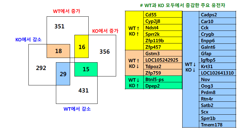 메트암페타민 투여 후 야생형 생쥐와 GPx-1 유전자 결핍 생쥐에서 발현이 증감한 유전자 수 (f.c.>1.5; unidentified 혹은 predicted gene 제외)