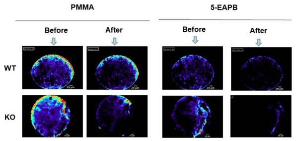 Effect of synthecaine and larocaine on calcium dynamics. Calcium imaging was performed with fiber type confocal microscope and fluo-4AM. PMMA (30 mg/kg, i.p.) and 5-EAPB (30 mg/kg, i.p) decrease calcium intensity in KO mice than WT mice