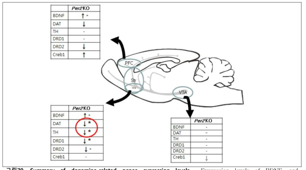 Summary of dopamine-related genes expression levels Expression levels of BDNF, and dopamine-related genes were measured in Per2 KO and WT mice non-treated by qPCR. * P < 0.05, * indicates significantly different than WT. KO, knockout mice; WT, wild type mice; DAT, dopamine transporter; TH, tyrosine hydroxylase; DRD1, dopamine receptor D1; DRD2, dopamine receptor D2; Creb1, cAMP Responsive Element Binding Protein1