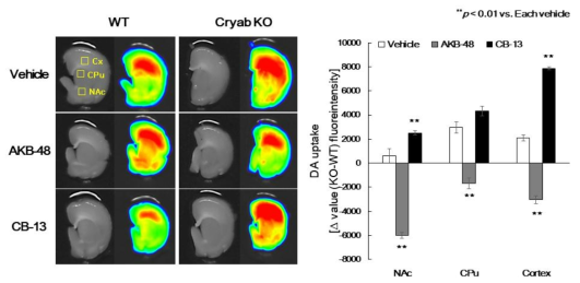 Effect of Cryab gene on AKB-48 or CB-13-induced dopamine uptake. The dopamine uptake tests were performed as methods section by using AKB-48 (0.1, 0.3 mg/kg, i.p.) in WT(+/+) or Cryab KO(-/-) mice. Data are expressed as the mean ± S.E. (n = 4-12 for each group, Two-way ANOVA followed by Holm-Sidak post-hoc method, **p < 0.01 vs. each vehicle group). Cryab: alpha-crystallin B; CPP: conditioned place preference; KO: knockout; WT: wild-type; Cx: cortex; CPu: caudate putamen; NAc: nucleus accumbens