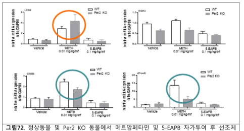 정상동물 및 Per2 KO 동물에서 메트암페타민 및 5-EAPB 자가투여 후 선조체에서의 생제지표 변화