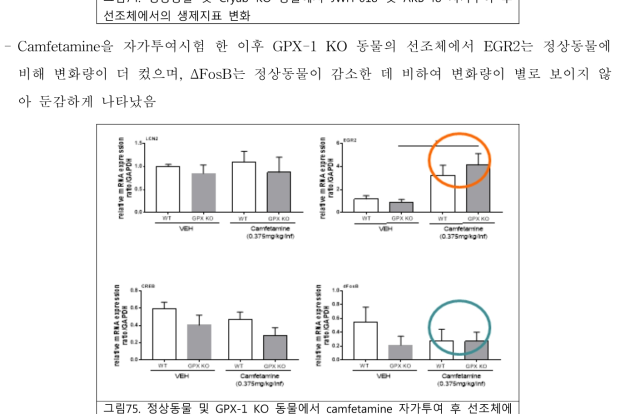 정상동물 및 GPX-1 KO 동물에서 camfetamine 자가투여 후 선조체에서의 생제지표 변화