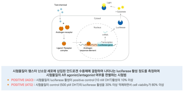 햄스터난소암세포주 이용 안드로겐 전사활성시험 원리 및 판정 기준