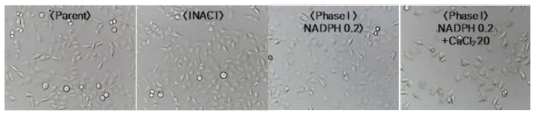 phaseⅠ 및 CaCl2 처리 후 인체 자궁경부암세포주의 형태 변화