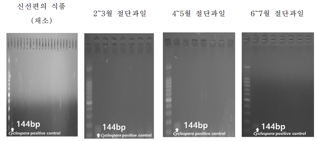 PCR result of Cyclospora in fresh-cut products