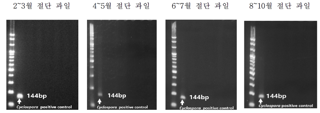 PCR result of Cyclospora in fresh-cut fruits