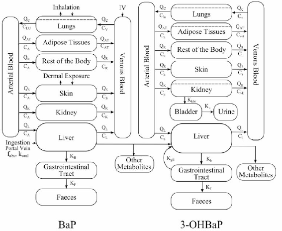 Heredia-Ortiz et al. (2014)의 BaP 인체 PBPK 모델 구조도