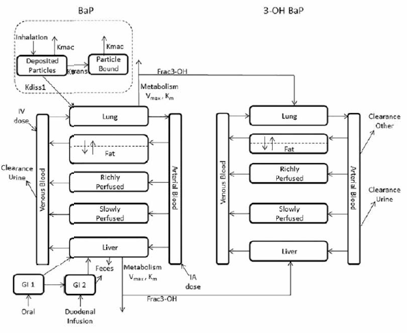 Campbell et al. (2016)의 BaP 인체 PBPK 모델 구조도