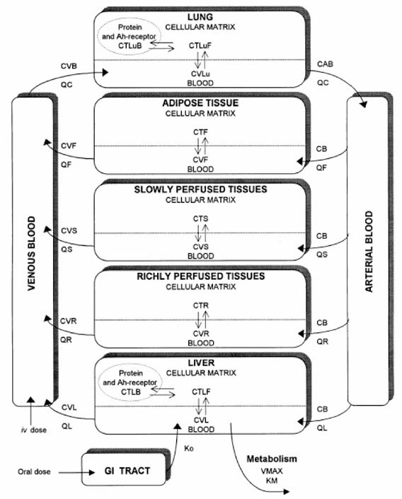 Haddad et al. (1998)의 Pyr 랫드 PBPK 모델 구조도