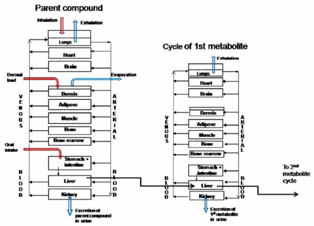 IndusChemFate의 generic PBPK 모델 구조도(Jongeneele et al” 2011)