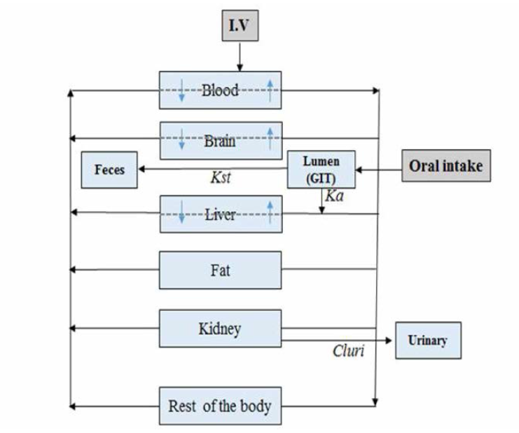 BDE 47의 PBPK 모델 구조 (6 compartments) I.V: intravenuous injection, GIT: gastric intestinal tract, Ka: oral absorption rate constant (h-1)，kst: first-order rate constant of elimination (h-1)，Cluri : urinary clearance (ml_h)