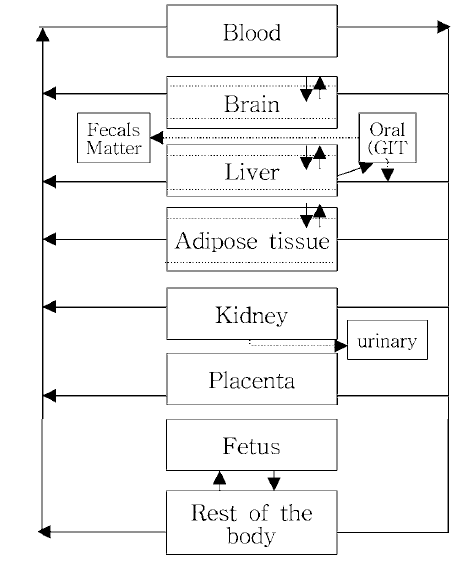 랫트를 이용한 PBPK모델 구조 (Emond et al.，2010)
