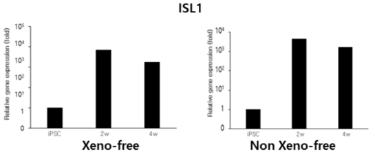 동물유래물질 유무에 따른 ISL1 유전자 발현 확인