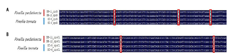 rpoB(A)와 rpoC1(B) 유전자 부위 분석결과. 표시한 부분은 반하와 호장남성이 구별되는 SNP(Single Nucleotide Polymorphism) 부위를 나타냄