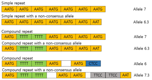 6가지 STR의 구조 예시 * 핵심반복단위가 표기되지 않은 서열은 반복단위를 가지지 않은 서열임